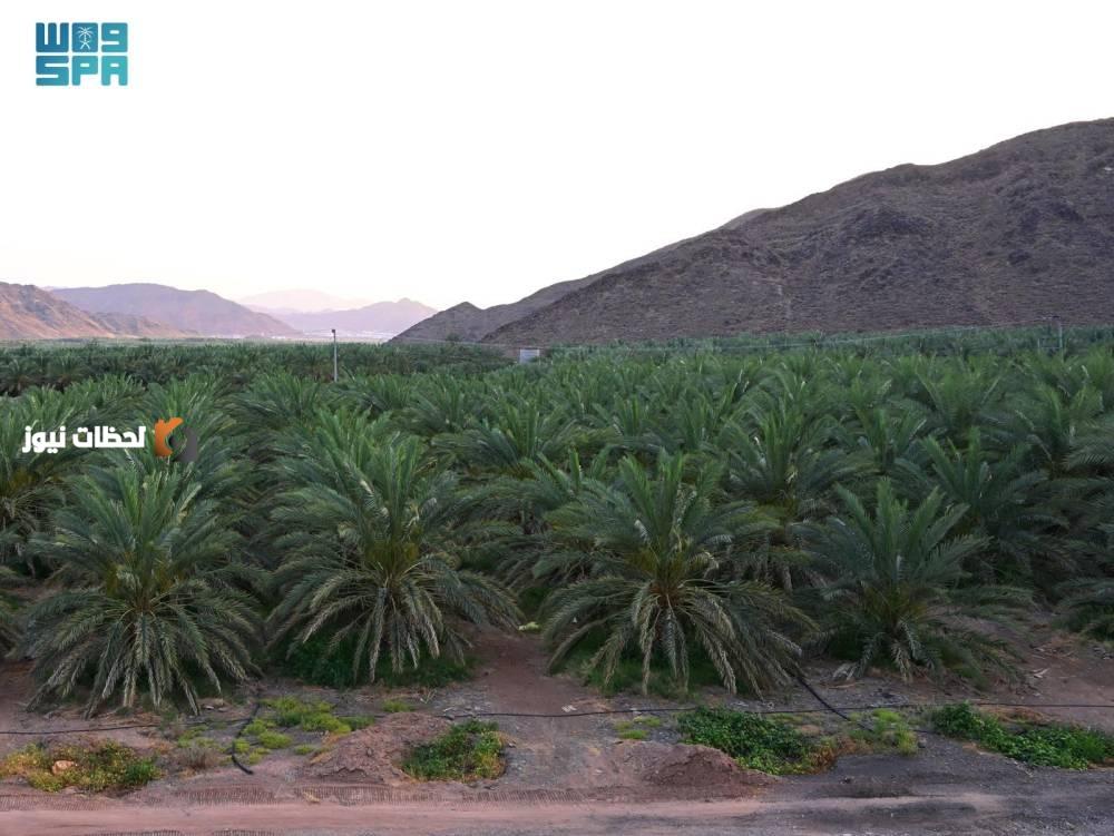 تعزيز الغطاء النباتي في المدينة