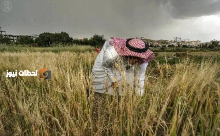 حصاد ثلاثة أنواع محسنة من القمح المحلي