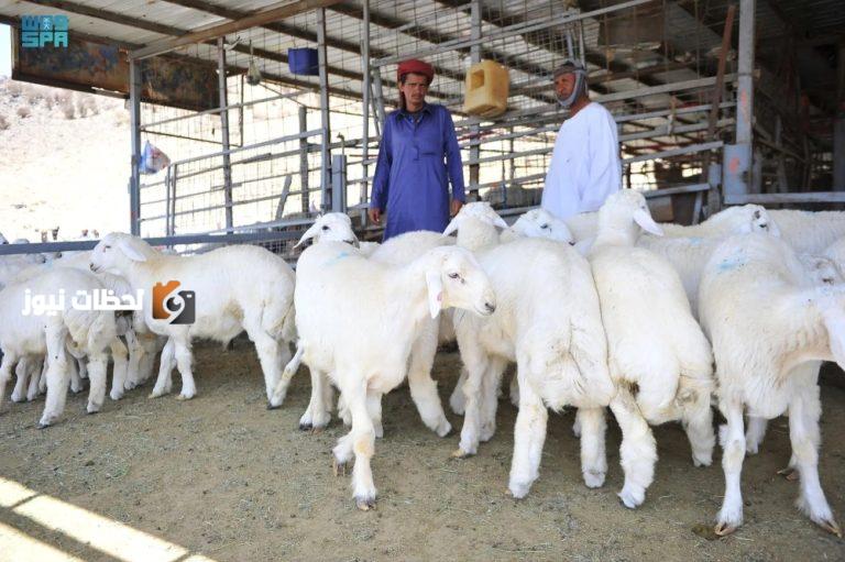 سيدات يتفوقن على الرجال في شراء الأضاحي
