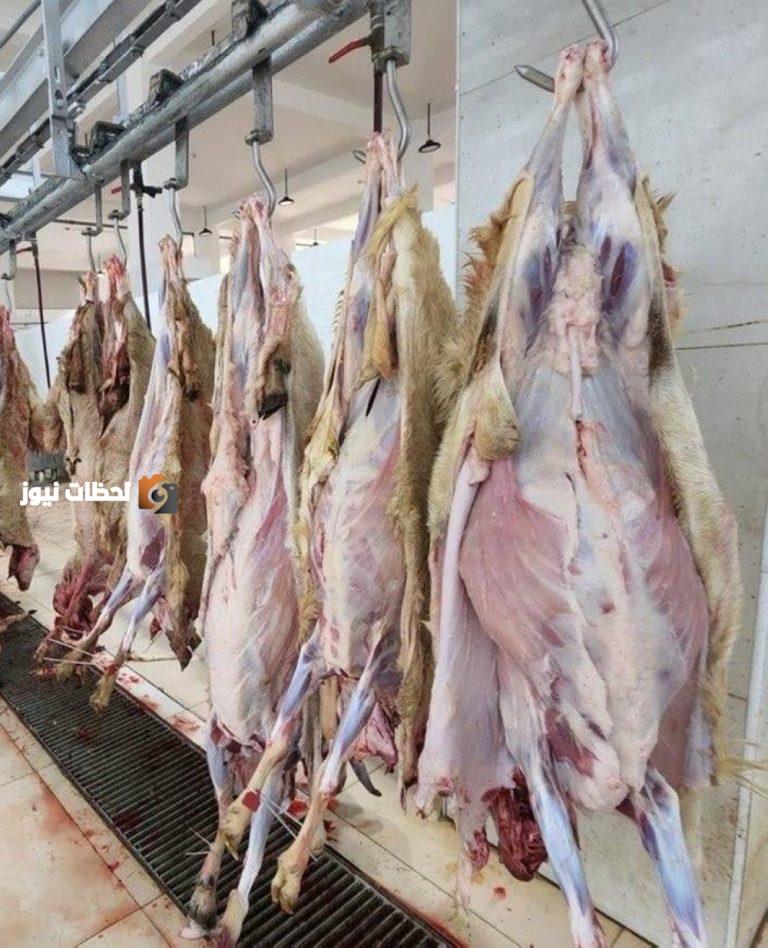 ضبط 663 ذبيحة مهربة خلال موسم أضاحي الحج