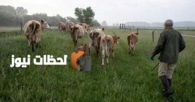 أبقار تتسبب في قلق بعد دخولها الأراضي اللبنانية من إسرائيل عشوائياً.. فيديو