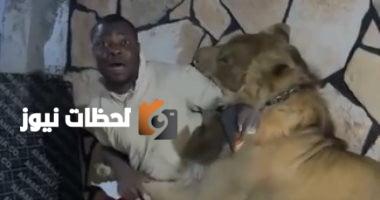 أسد يهاجم عمال مزرعة في ليبيا والسلطات في طرابلس تحقق في الحادثة (فيديو)