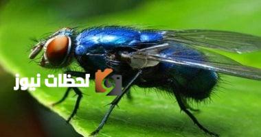 الذعر يجتاح إسرائيل بسبب الذباب.. سكان مدينة حيفا يغادرون منازلهم