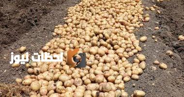 الطفرة القياسية في صادرات البطاطس المصرية ومكافحة "العفن البني" بجهود حثيثة