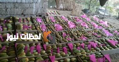 بداية ظهور فاكهة المانجا الصيفية في أسواق الأقصر