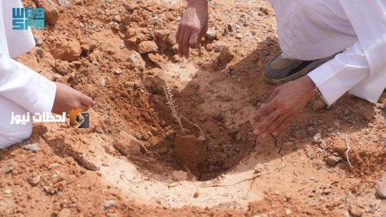 حملة لزيادة المساحات الخضراء وتعزيز الغطاء النباتي