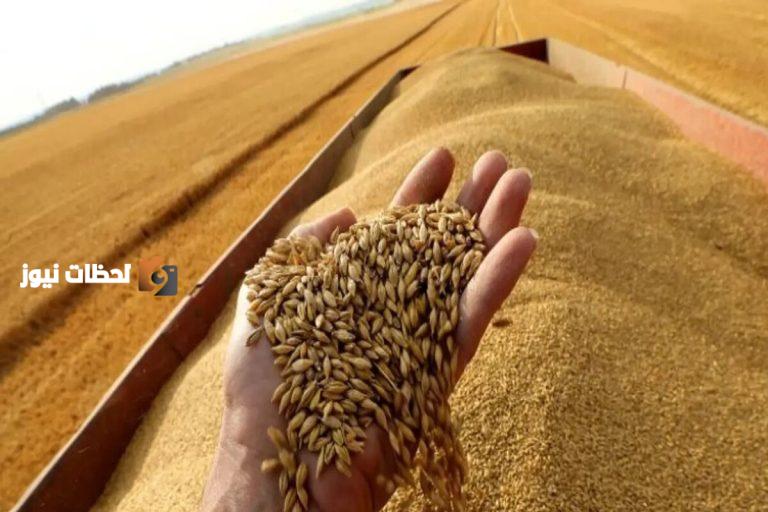 صرف 457 مليون ريال لمزارعي القمح المحلي كدفعة أولى من المستحقات