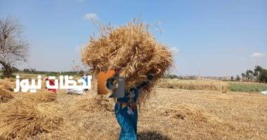 كيف نحول بقايا القمح إلى ثروات اقتصادية وبيئية؟