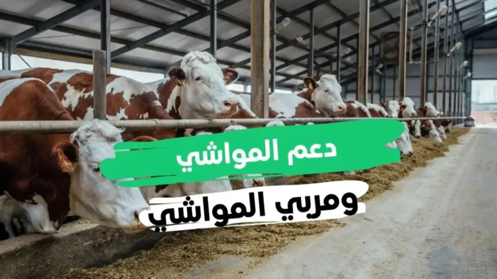 شروط استحقاق دعم المواشي لعام 1446