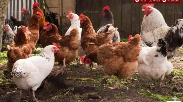 أسعار الدواجن