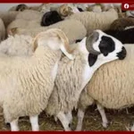 قبل الزحام الموسمي طرح الخراف البلدية بأسعار مخفضة في مدن البحر الأحمر