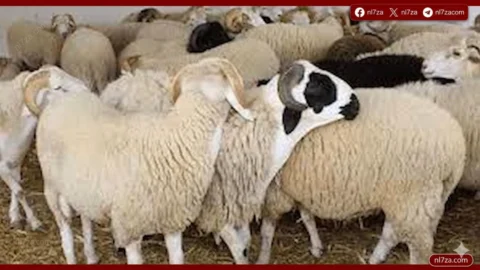 أسعار الأضاحي