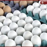 استقرار أسعار بيض المائدة اليوم مع توازن المعروض في الأسواق