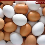 استقرار أسعار البيض اليوم في الأسواق مع توازن الإنتاج وحركة الطلب