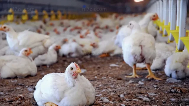 أسعار الدواجن