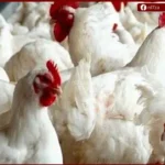 تراجع حاد في أسعار الدواجن بمصر.. وفائض الإنتاج يضغط على السوق خلال مايو