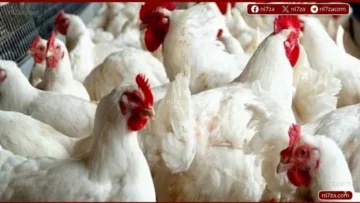 أسعار الدواجن