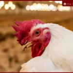 استقرار أسعار الدواجن في مصر.. الفراخ البيضاء عند 75 جنيهًا مع تراجع الطلب قبل عيد الأضحى