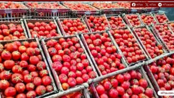 أسعار الطماطم
