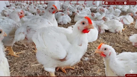 أسعار الفراخ