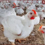 استقرار أسعار الفراخ البيضاء اليوم مع تحركات حكومية لدعم صناعة الدواجن