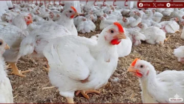 أسعار الفراخ