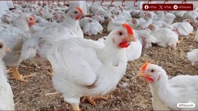 أسعار الفراخ