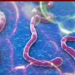 “إيبولا وهانتا” خبراء يحسمون الجدل حول وصول الفيروسين إلى مصر ويكشفون الفارق بينهما