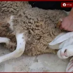 الإفتاء توضح أفضل وقت لذبح الأضحية وتؤكد: المسارعة بعد صلاة العيد هي الأَوْلى