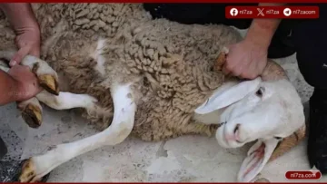 الذبح
