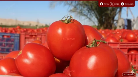 الطماطم