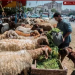 الزراعة تعلن الطوارئ قبل عيد الأضحى.. رقابة مشددة ومجازر مجانية للمواطنين