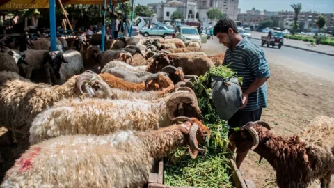 عيد الأضحى